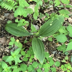 Veratrum parviflorum