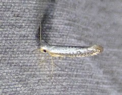 Argyresthia subreticulata