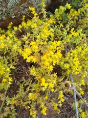 Sedum nuttallii