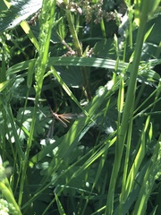 Tipula