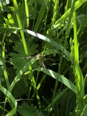 Tipula
