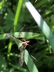 Tipula