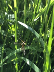Tipula