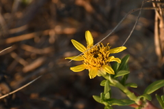 Pectis multiflosculosa