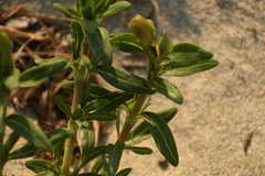 Pectis multiflosculosa