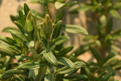 Pectis multiflosculosa