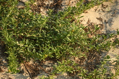 Pectis multiflosculosa