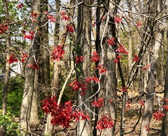Acer rubrum