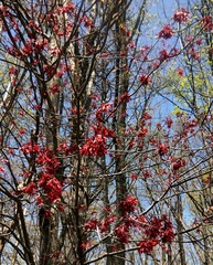 Acer rubrum