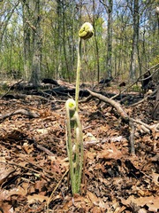 Osmundastrum cinnamomeum