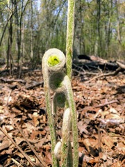 Osmundastrum cinnamomeum