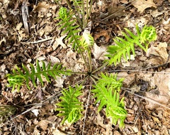 Osmundastrum cinnamomeum