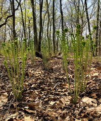 Osmundastrum cinnamomeum