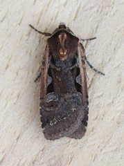 Parabagrotis exsertistigma