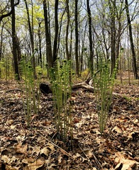 Osmundastrum cinnamomeum