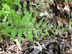 Athyrium