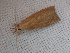 Calamotropha doii