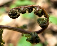 Athyrium