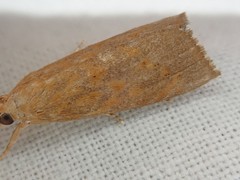 Calamotropha doii