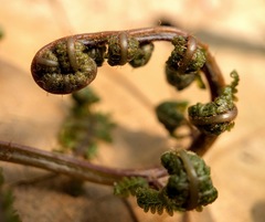 Athyrium
