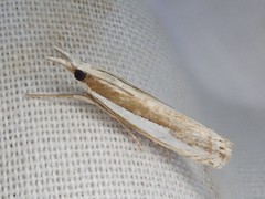 Crambus argyrophorus