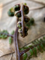 Athyrium
