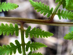 Athyrium