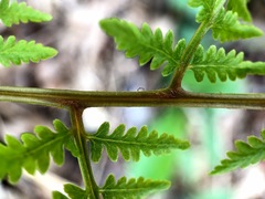 Athyrium
