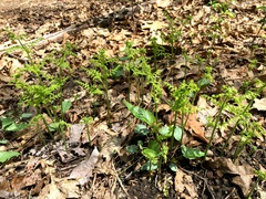 Dennstaedtia punctilobula