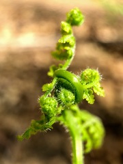 Dennstaedtia punctilobula