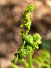 Dennstaedtia punctilobula