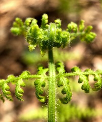 Dennstaedtia punctilobula