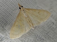 Paratalanta pandalis
