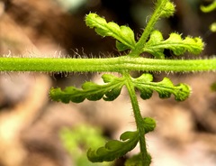 Dennstaedtia punctilobula