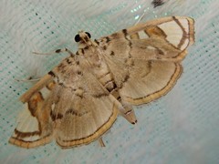 Pycnarmon pantherata