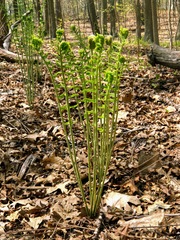 Osmundastrum cinnamomeum