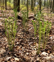Osmundastrum cinnamomeum