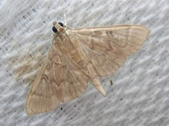 Syllepte cissalis