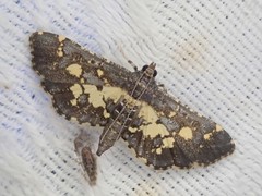 Eurrhyparodes bracteolalis