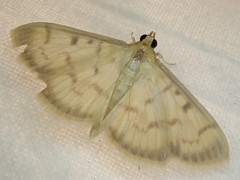 Pleuroptya punctimarginalis