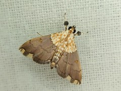 Agrotera posticalis