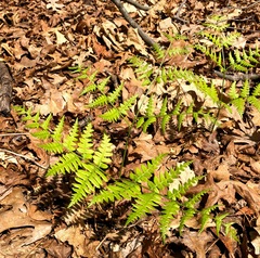 Pteridium aquilinum