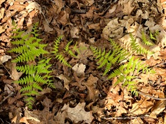 Pteridium aquilinum