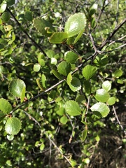 Betula nana