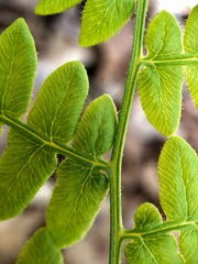 Pteridium aquilinum