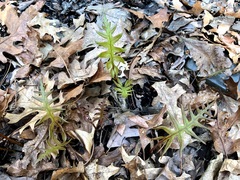 Woodwardia areolata