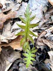 Woodwardia areolata