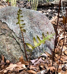 Woodwardia areolata