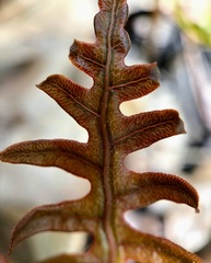 Woodwardia areolata
