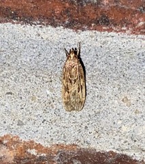 Martyringa ravicapitis